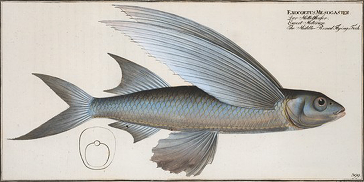 flyingfish